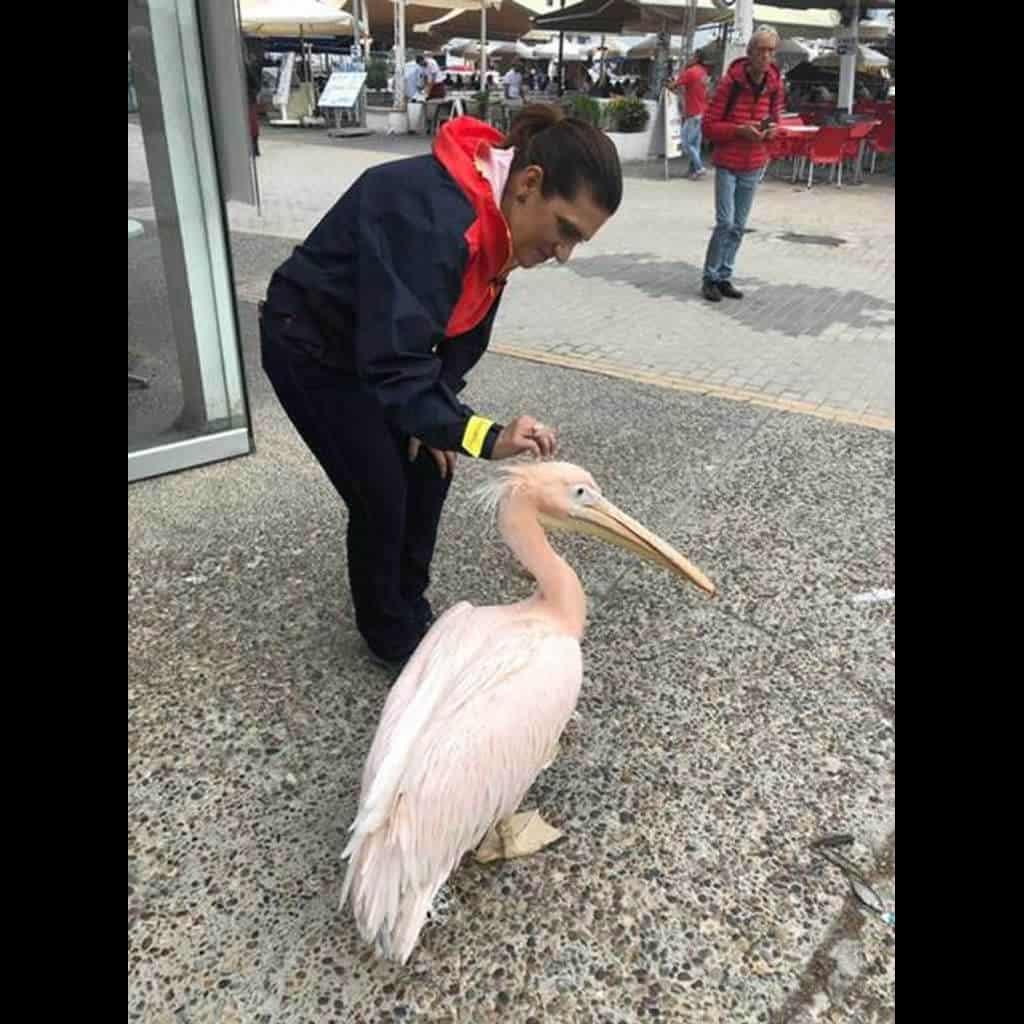 Bette Lucchese encontra um pelicano cor-de-rosa nas ruas de Paphos, a antiga capital do Chipre