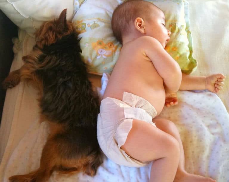 O pequeno Benjamin e a cadelinha Vida