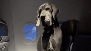 Cachorro no avião. Foto: Reprodução/Instagram